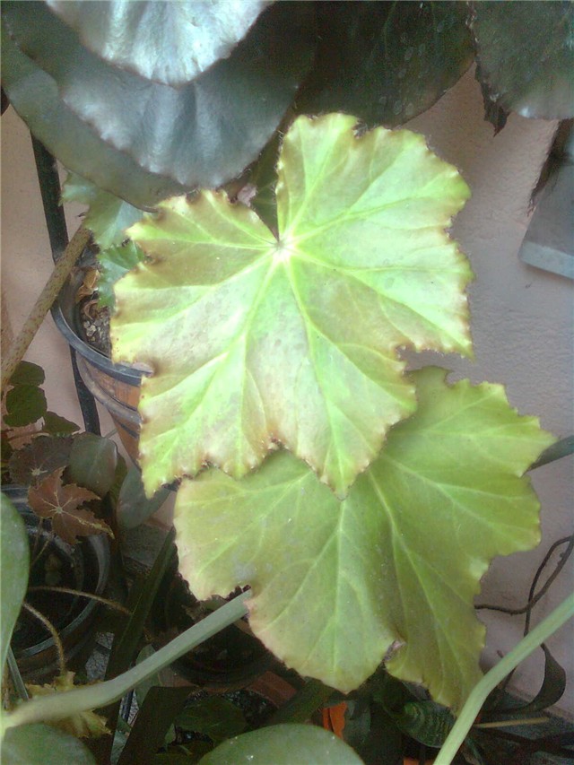 begonia3